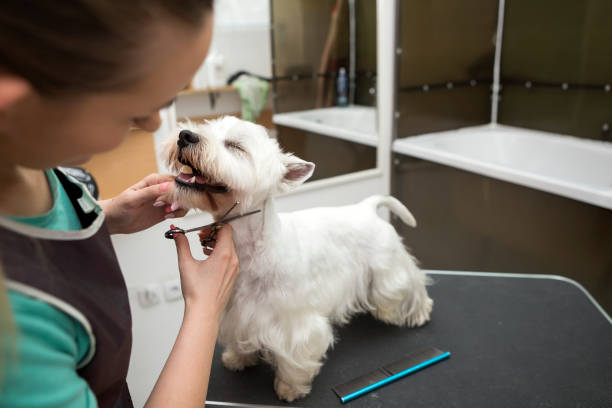 West highland white terrier getting new haircut at groomer West highland white terrier with dog groomer pet grooming salon stock pictures, royalty-free photos & images