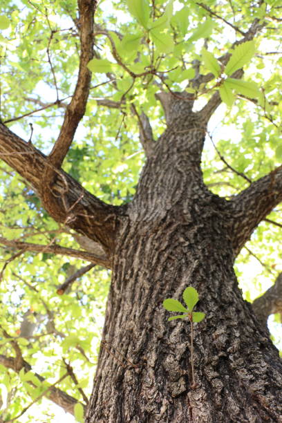 Large Chestnut Oak with Tiny New Shoot stock photo