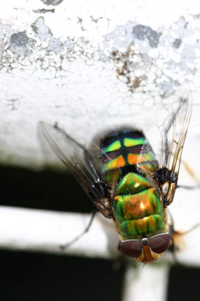 istock Iridescent Green Fly Close-Up 1040986750