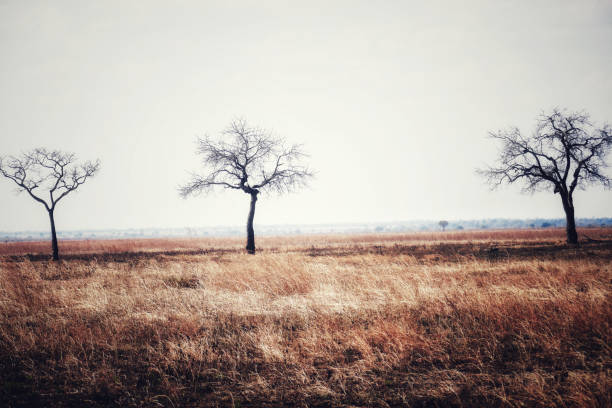 african landscape with bare trees - bare tree winter plants travel locations imagens e fotografias de stock