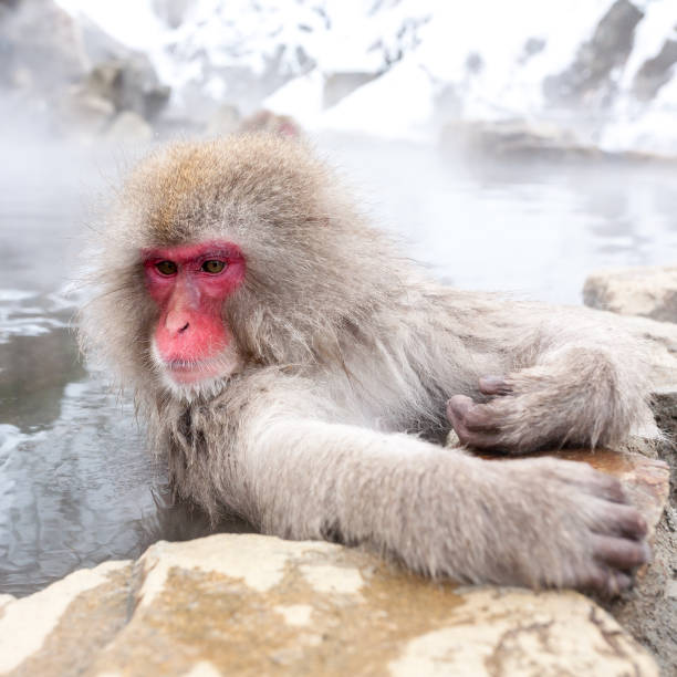 istock Cute japanese snow monkey sitting in a hot spring. Nagano Prefecture, Japan. 1040986820