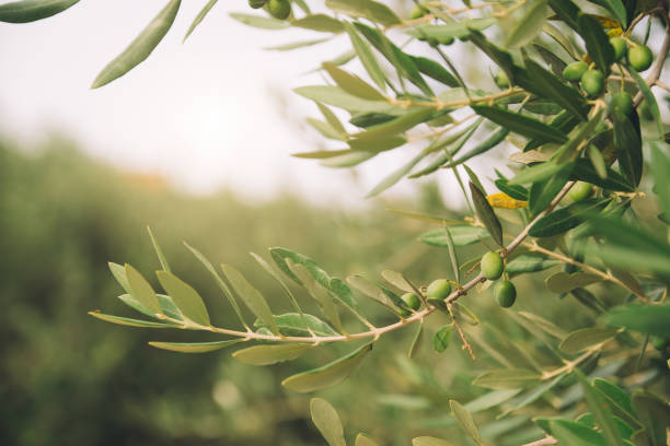 istock Detail of olive tree 1040990148