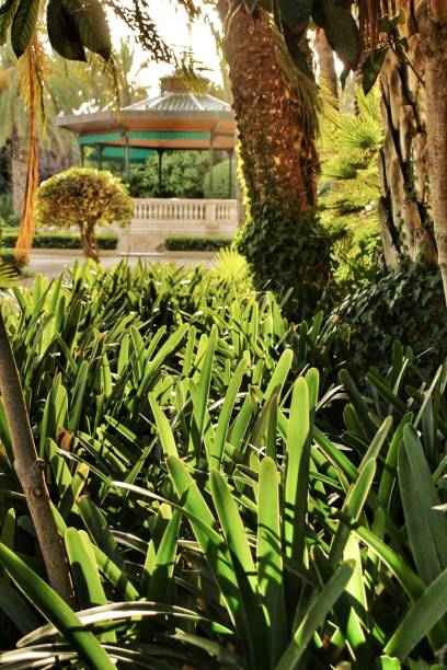 istock Beautiful and leafy municipal park in Elche between palm trees 1040991428
