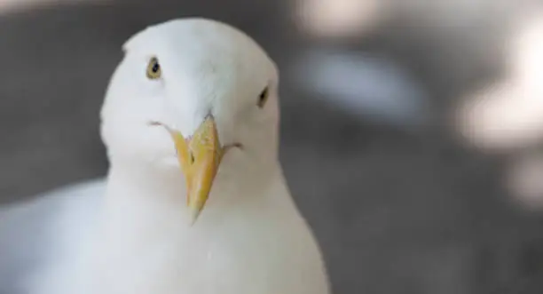 white bird close up seagull