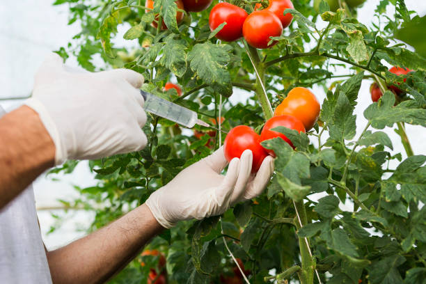 änderung der tomatenpflanze - genetic modification dna tomato genetic research stock-fotos und bilder