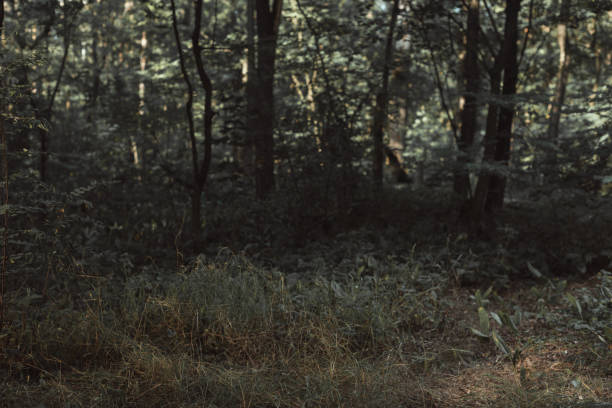 istock view of dark green forest texture 1040995430