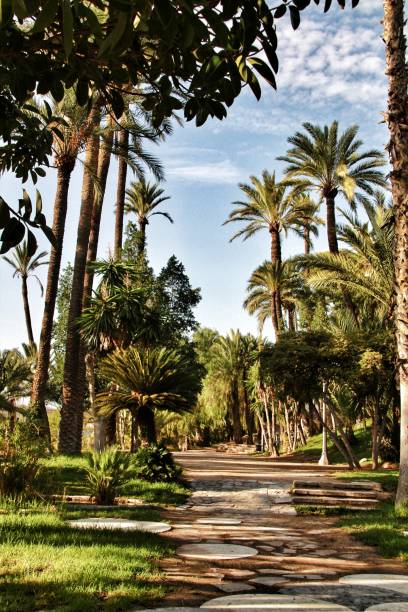 istock Beautiful and leafy municipal park in Elche between palm trees 1041005480