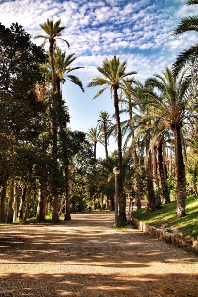 istock Beautiful and leafy municipal park in Elche between palm trees 1041005958