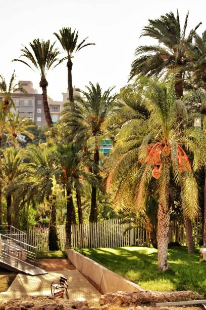 istock Beautiful and leafy municipal park in Elche between palm trees 1041010600