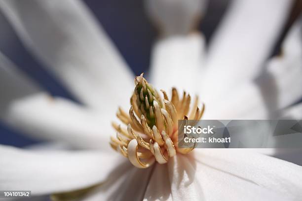 White Magnolia Blossom Macro Stock Photo - Download Image Now - Blossom, Close-up, Color Image