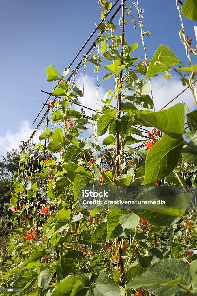 Runner Bean Stalks Row of runner bean plants growing in an allotment or vegetable garden. Beanstalk Stock Photo