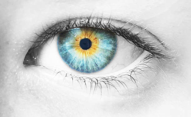 istock Blue and yellow eye. High contrast 1041014434