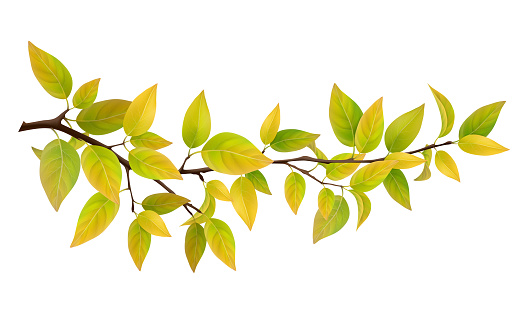 Small tree branch with yellow and green leaves. Vector realistic elements for decoration card and design floral frame.  Isolated on white background.