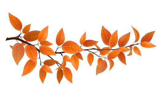 Small tree branch with red autumn leaves. Vector realistic  nature elements for decoration card and design floral frame. Isolated on white background.