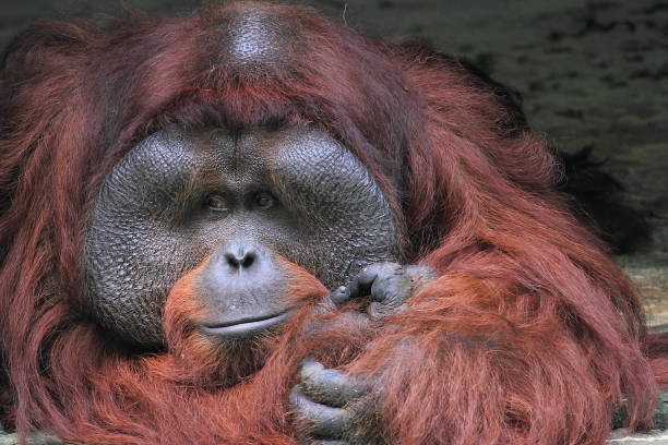 close up orang-utans - orangutan ape endangered species zoo imagens e fotografias de stock