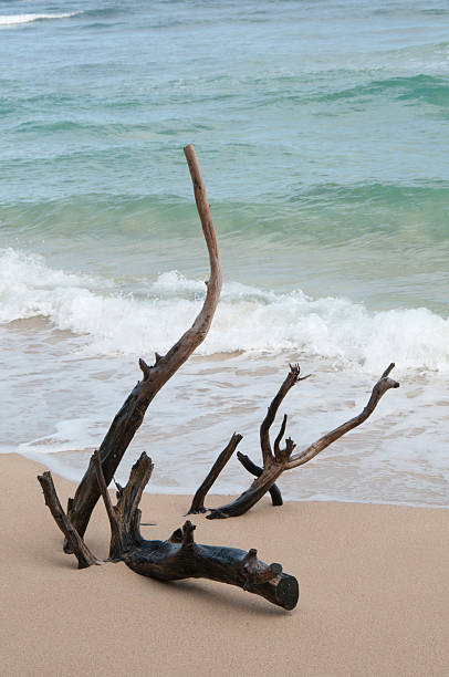 istock Wet driftwood on sandy Hawaiian beach 104101586