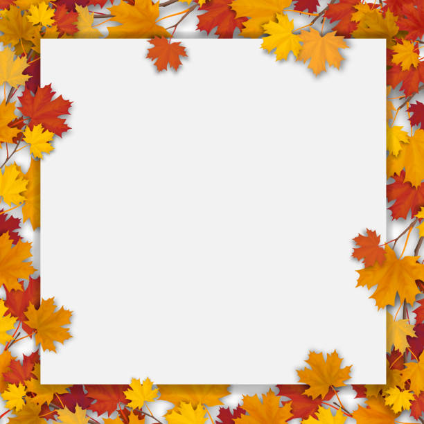 White blank with autumn maple leaves White paper sheet and fallen colorful maple leaves. Vector autumn background. fall weather stock illustrations