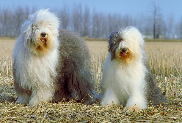 porträt von zwei stummelschwanzkatze hunde in einem windigen meadow - old english sheepdog stock-fotos und bilder