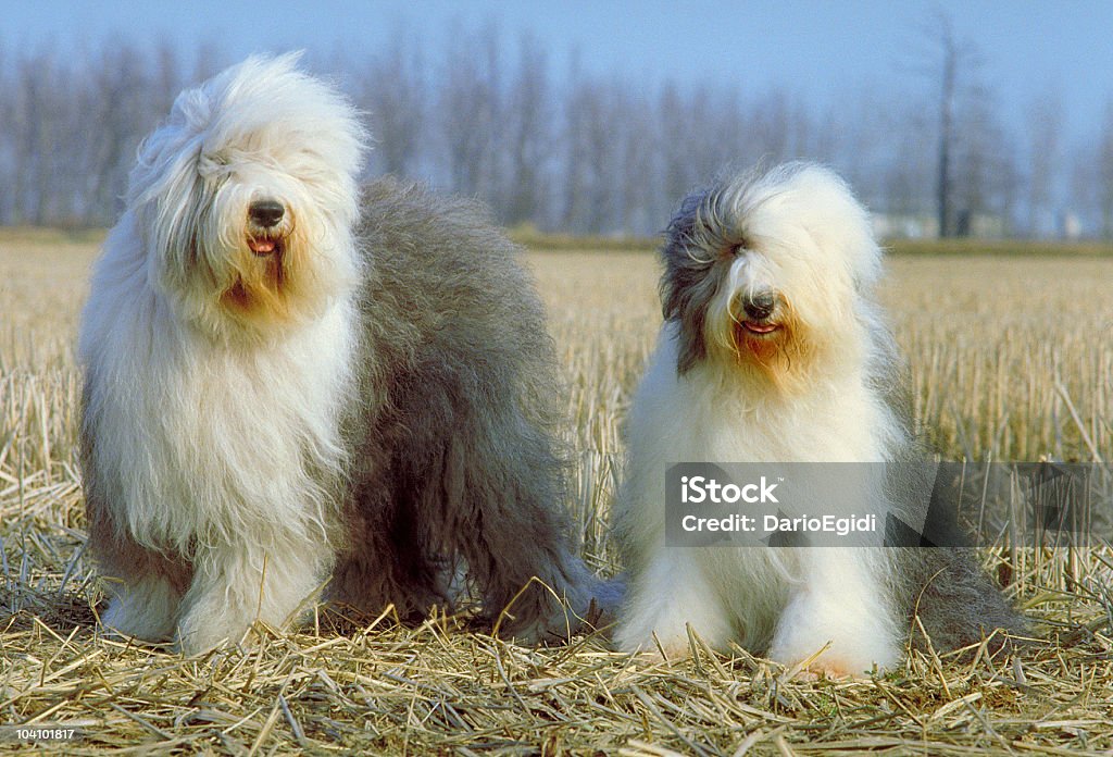 Ritratto di due cani bobtail in un prato vento - Foto stock royalty-free di Bobtail