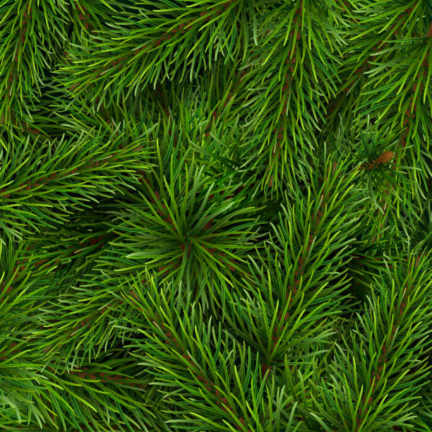 ilustraciones, imágenes clip art, dibujos animados e iconos de stock de ramas del árbol de navidad de fondo - pine tree evergreen tree backgrounds needle