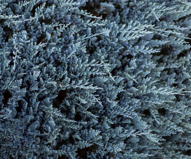 Tuya juniperus horizontalis blue chip. Nature background. Selective focus Tuya juniperus horizontalis blue chip. Beautiful nature background. Selective focus juniperus horizontalis stock pictures, royalty-free photos & images