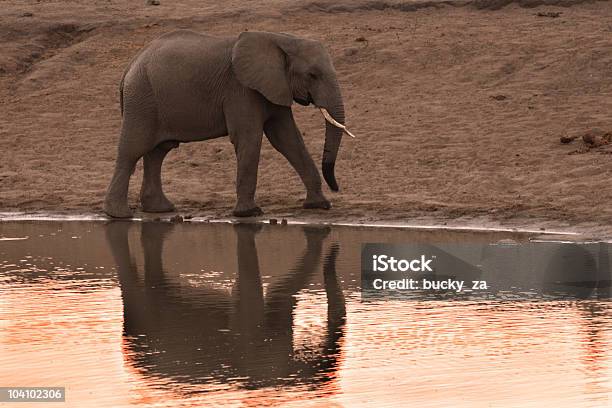 Słoń Afrykański Spacer Wzdłuż Rzeki Edge W Suset - zdjęcia stockowe i więcej obrazów Afryka - Afryka, Bez ludzi, Brzeg wody