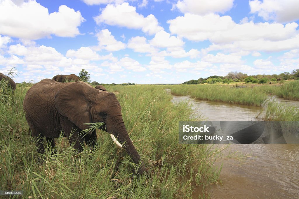 Vue panoramique sur la rivière avec un motif d'éléphant dans le premier plan - Photo de Afrique libre de droits