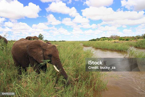 Photo libre de droit de Vue Panoramique Sur La Rivière Avec Un Motif Déléphant Dans Le Premier Plan banque d'images et plus d'images libres de droit de Afrique