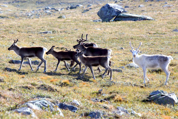 istock reindeer grazing in nature 1041023658