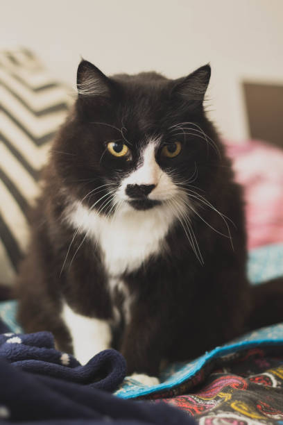 istock curious cat standing and looking around on bed in house 1041024042
