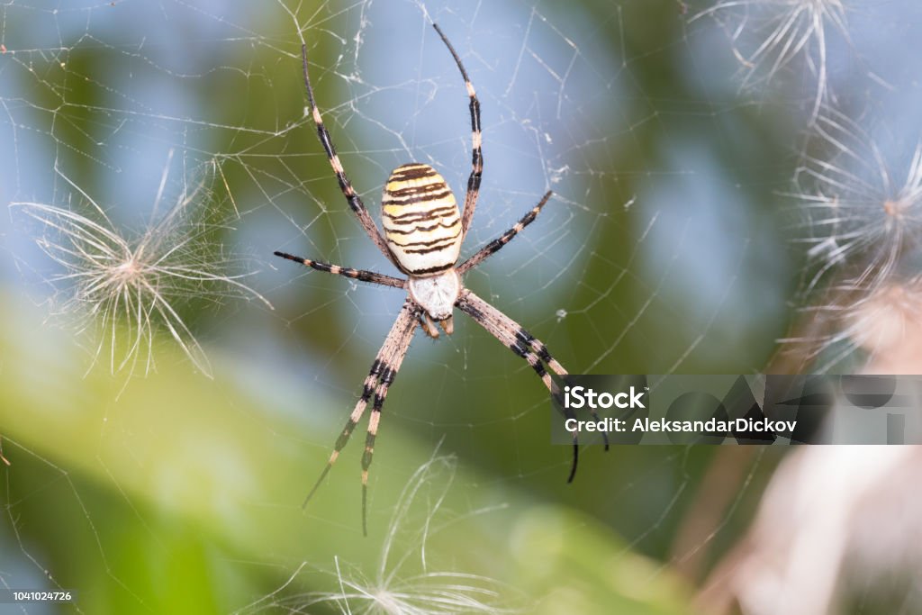 Aranha Assinatura - Foto de stock de Amarelo royalty-free