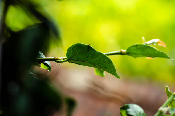 istock close up branch with young leaves and water drop during raining day. 1041028366