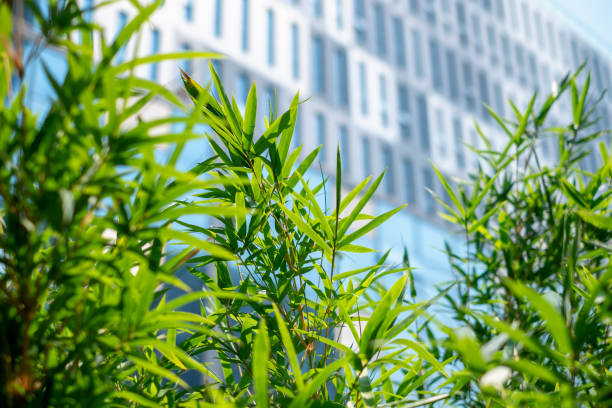 Bamboo and office buildings