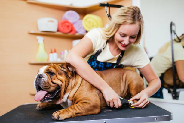 Grooming salon English bulldog at grooming salon. toenail stock pictures, royalty-free photos & images