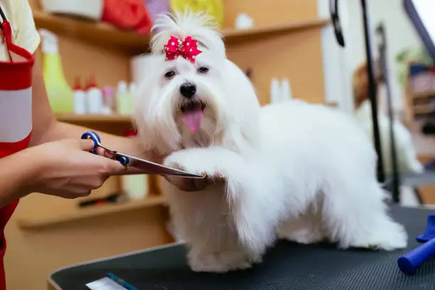 Maltese dog at grooming salon.