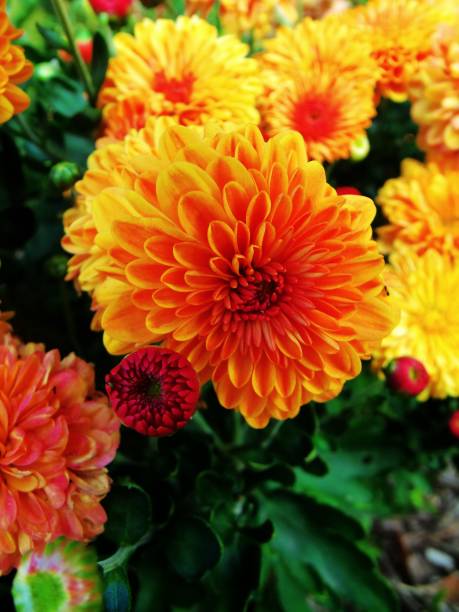 istock Red and Yellow Zinnia 1041036124