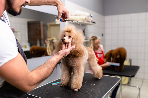 Miniature poodle at grooming salon.