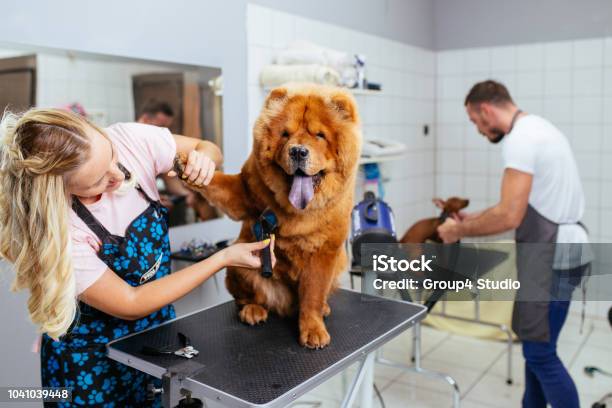 Grooming Salon Stockfoto und mehr Bilder von Fellpfleger - Fellpfleger, Haustier, Hund