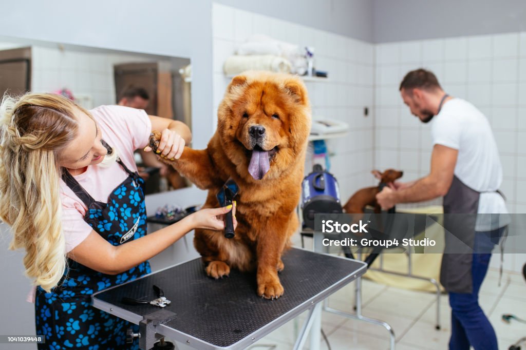 Grooming salon Chow -chow dog at grooming salon. Animal Groomer Stock Photo
