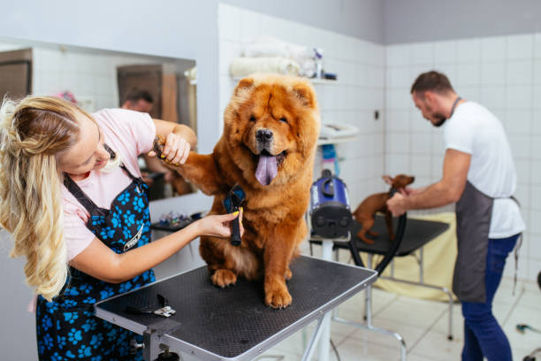 Grooming salon Chow -chow dog at grooming salon. pet grooming salon stock pictures, royalty-free photos & images