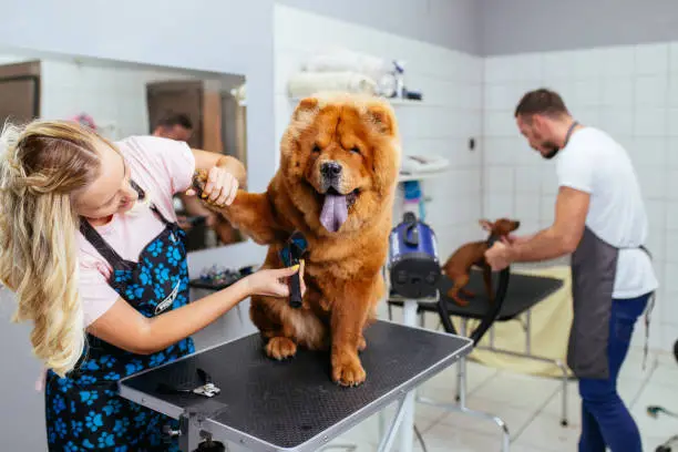Chow -chow dog at grooming salon.