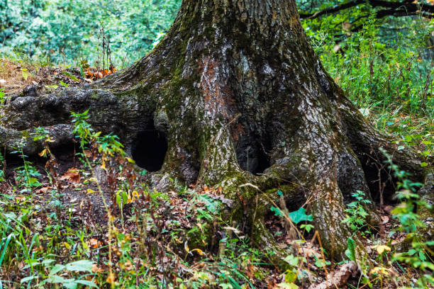istock Stump in the forest 1041040768