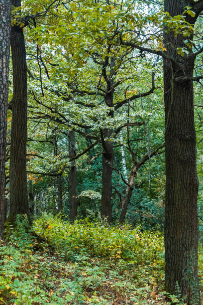 istock Oak trees in the autumn forest 1041040894