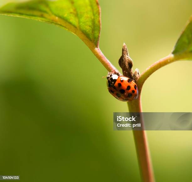 Foto de Joaninha Em Um Talo Com Bud e mais fotos de stock de Animal - Animal, Besouro, Bolinha