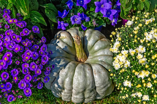 istock Blue pumpkin in the garden 1041041586