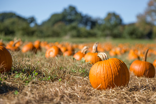 fresh orange pumpkins on a farm field. Rural landscape. Copy space for your text. Blurred background