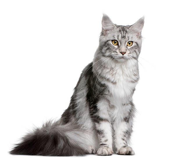 istock Front view of Maine coon, looking at the camera 104104371