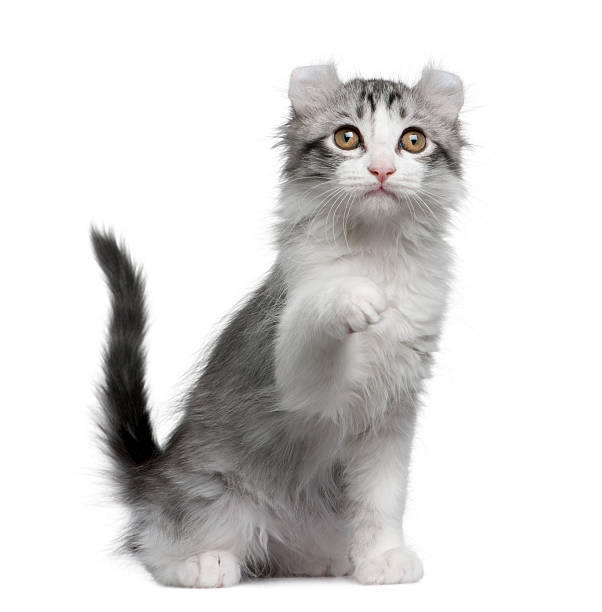 istock Front view of American curl kitten, sitting with paw up 104104379