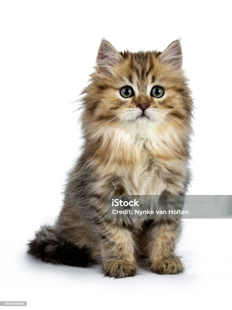 Adorable chaton chat doré pour les British Longhair assise vue de face, regardant à côté de la lentille isolé sur fond blanc - Photo de Animaux de compagnie libre de droits