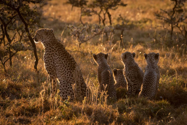 istock Backlit cheetah sits with family at sunset 1041045916